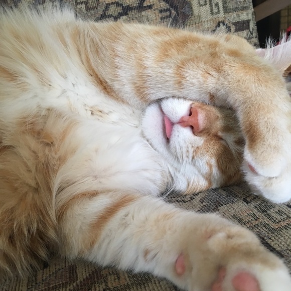 Meet your Posher, Birdie - Picture 2 of 3